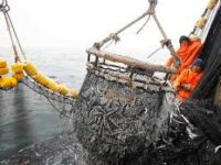 La pesca en el Perú: reflexiones de un economista