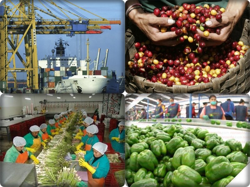 Por Qué Perú Sí Tiene éxito Con Nuevos Productos Agrícolas De Exportación Foco Económico 5759