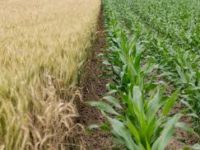 Cambio Climático y sus Efectos Sobre el Sector Agrícola en Colombia